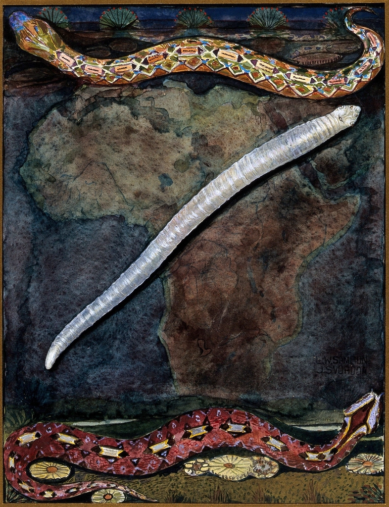 Parasites: parasitical worm, shown much