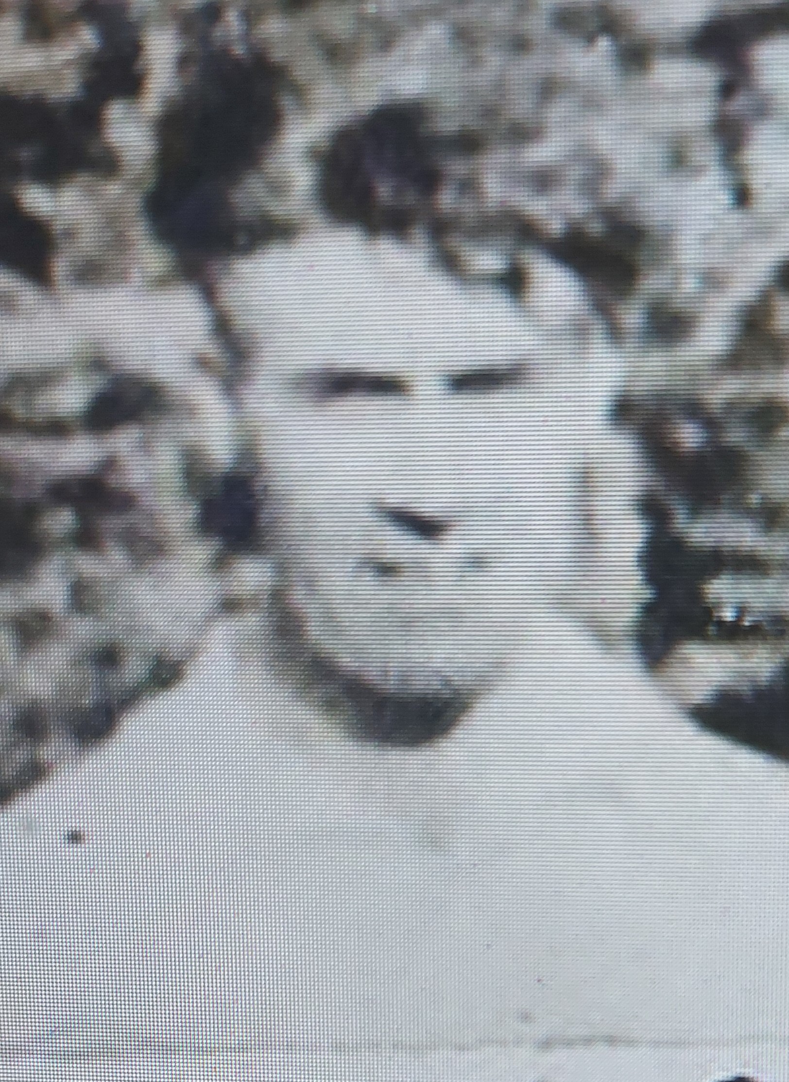 FOCACCI, Faliero “Covoni” “Sarti”